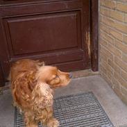 Cocker spaniel Donna