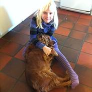 Cocker spaniel Donna