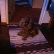 Cocker spaniel Donna