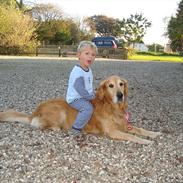 Golden retriever Chili