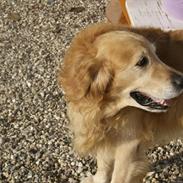 Golden retriever Chili