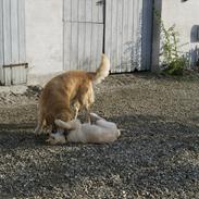 Golden retriever Chili