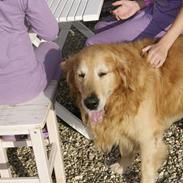 Golden retriever Chili