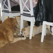 Golden retriever Chili