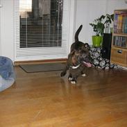 Blanding af racer Milla