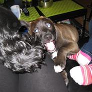 Blanding af racer Milla