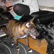 Blanding af racer Milla