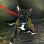 Blanding af racer Milla