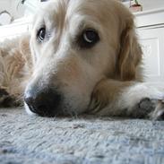Golden retriever Woodsquares That's My Ludvig