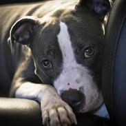 Amerikansk staffordshire terrier Commando Aio