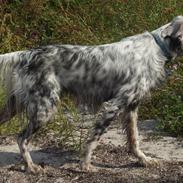 Engelsk setter Louie