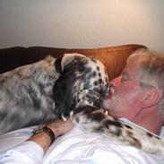 Engelsk setter Louie