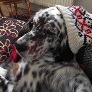 Engelsk setter Louie