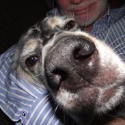 Engelsk setter Louie