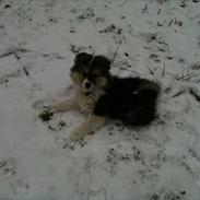 Islandsk fårehund Shiva