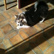 Islandsk fårehund Shiva