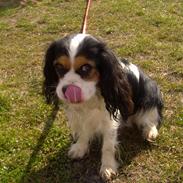 Cavalier king charles spaniel Elli