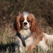 Cavalier king charles spaniel Bazil