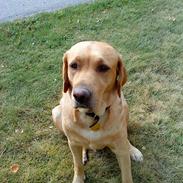 Labrador retriever Freja<3