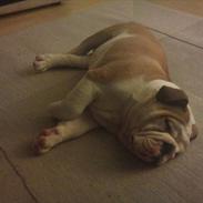 Engelsk bulldog Bali