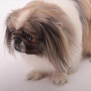 Pekingeser Charlie