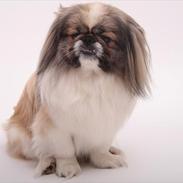 Pekingeser Charlie