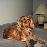 Cavalier king charles spaniel bassemand (himmelhund)