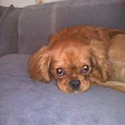 Cavalier king charles spaniel bassemand (himmelhund)