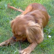 Cavalier king charles spaniel bassemand (himmelhund)