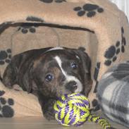 Staffordshire bull terrier Enodden's Cry-Baby --> Liva