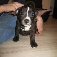 Staffordshire bull terrier Enodden's Cry-Baby --> Liva