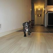 Staffordshire bull terrier Enodden's Cry-Baby --> Liva