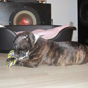 Staffordshire bull terrier Enodden's Cry-Baby --> Liva