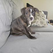 Staffordshire bull terrier Enodden's Cry-Baby --> Liva