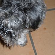 Dvaergschnauzer Thor