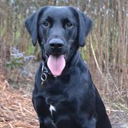 Labrador retriever / springer spaniel  Plet *den manglende del af mig