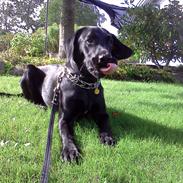 Labrador retriever / springer spaniel  Plet *den manglende del af mig