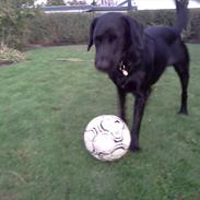 Labrador retriever / springer spaniel  Plet *den manglende del af mig