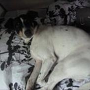 Dansk svensk gaardhund miki