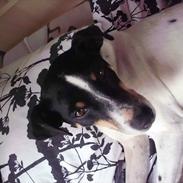 Dansk svensk gaardhund miki