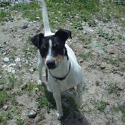 Dansk svensk gaardhund miki