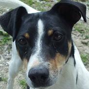 Dansk svensk gaardhund miki