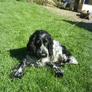 Cocker spaniel los cockers chili #familie hund#