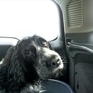 Cocker spaniel los cockers chili #familie hund#