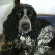 Cocker spaniel los cockers chili #familie hund#