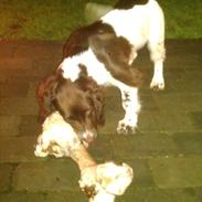 Field spaniel Vaks