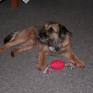 Border terrier Prins Felix