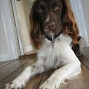 Kleiner münsterländer Baldur