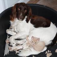 Kleiner münsterländer Baldur