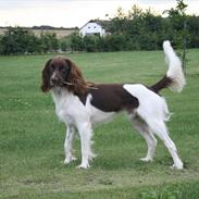 Kleiner münsterländer Baldur